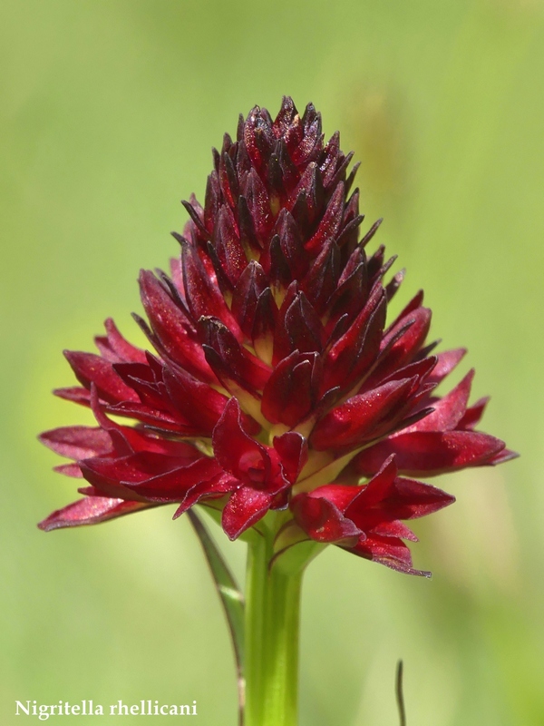 La Nigritella widderi nelle Dolomiti di Brenta.